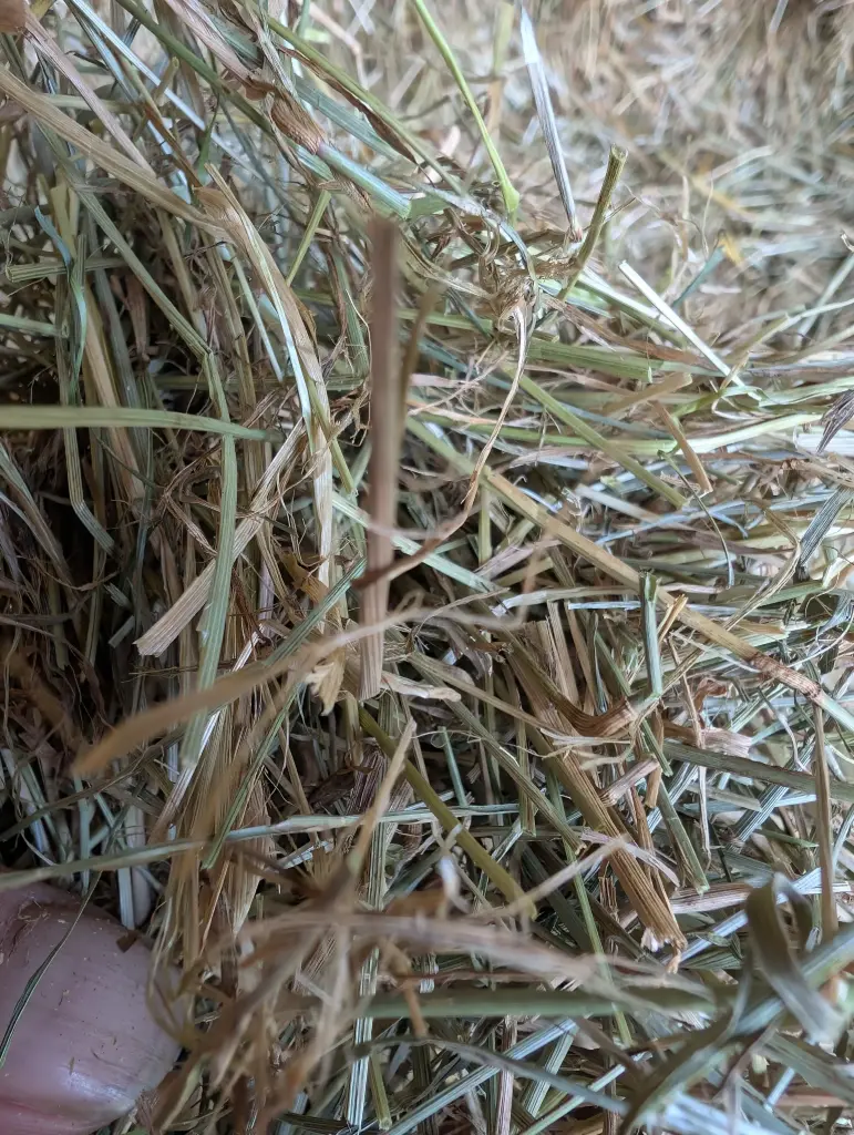 Graszaad hooi