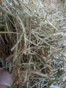 Graszaad hooi