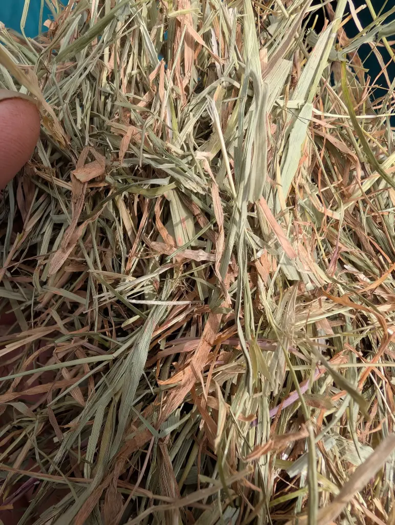 Heulage Ballen 1. schnitt