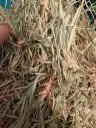 Heulage Ballen 1. schnitt