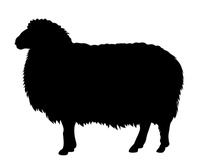 schapen